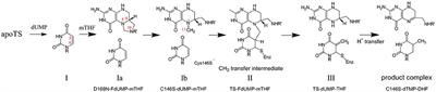 Thermodynamic and NMR Assessment of Ligand Cooperativity and Intersubunit Communication in Symmetric Dimers: Application to Thymidylate Synthase